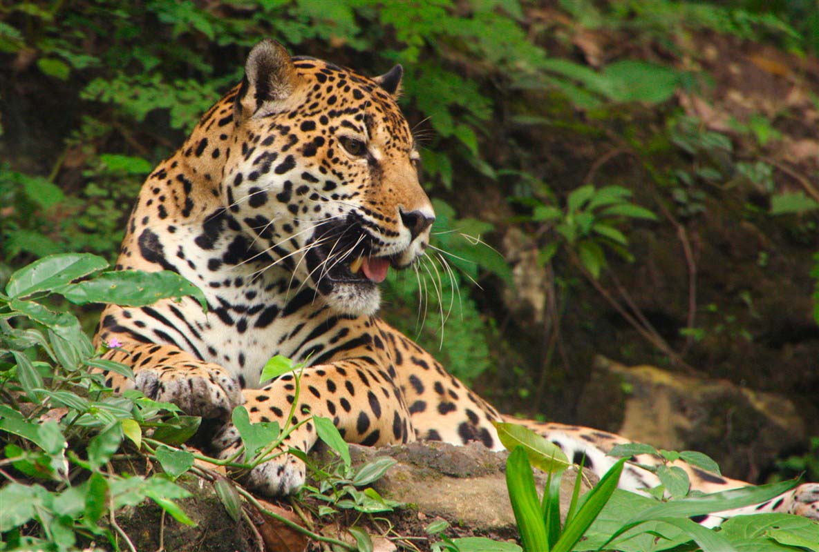 The Pantanal,Manaus & The Amazon Basin,Rio, Buzios, Paraty & the Costa Verde