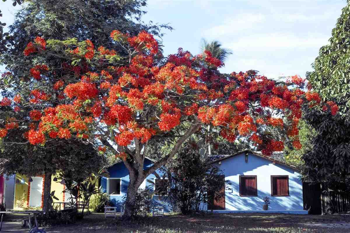 Bahia,Rio, Buzios, Paraty & the Costa Verde