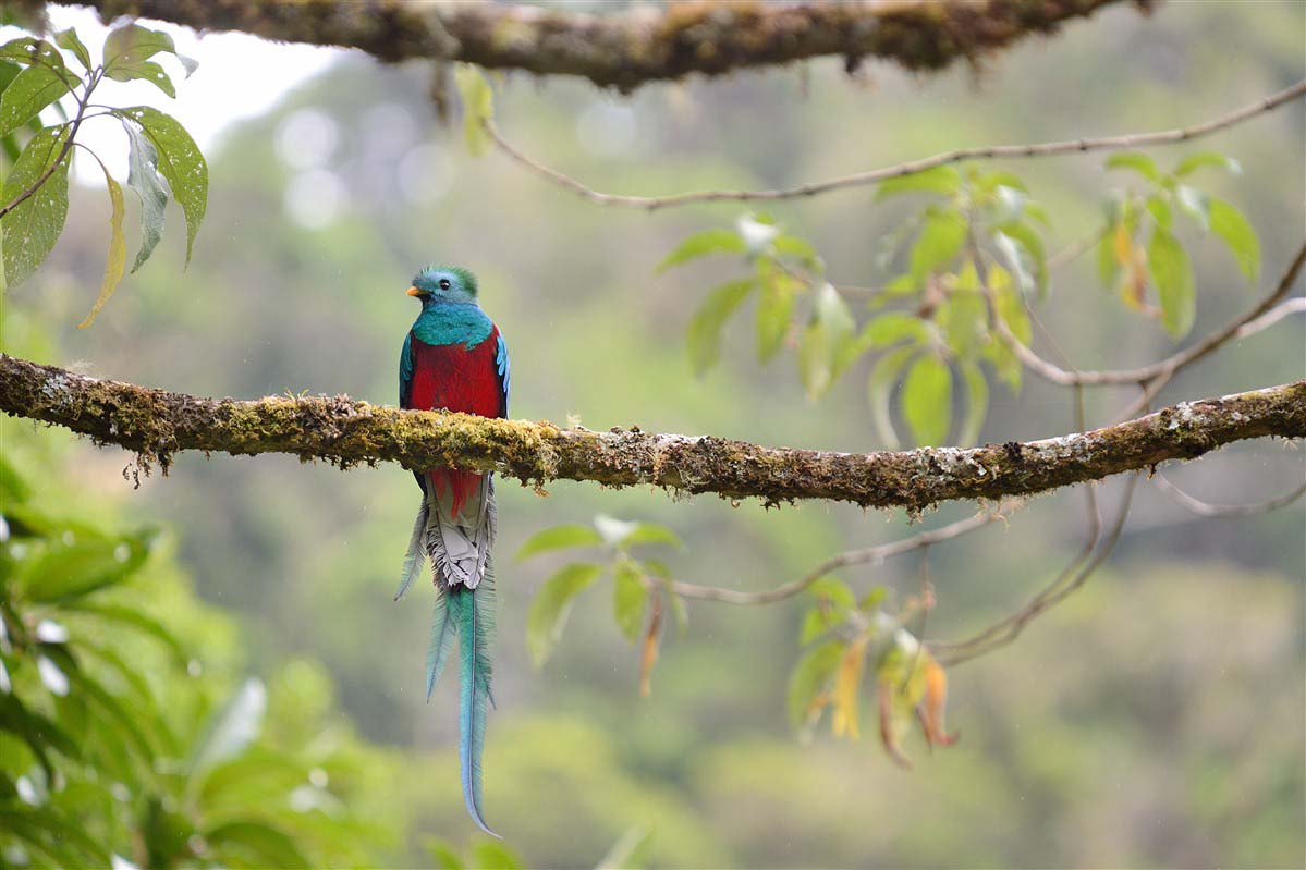 Guatemala,The Belizean Coast,Tikal National Park,Inland Belize